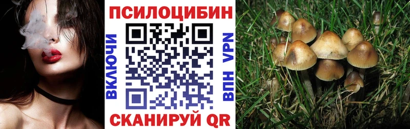 где можно купить наркотик  Щучье  Галлюциногенные грибы Cubensis 